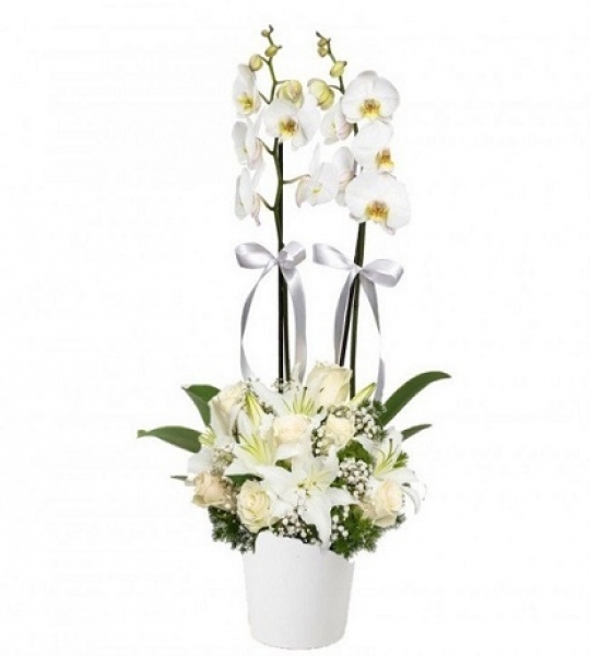 Beyaz gül ve Lilyumlu Orkide